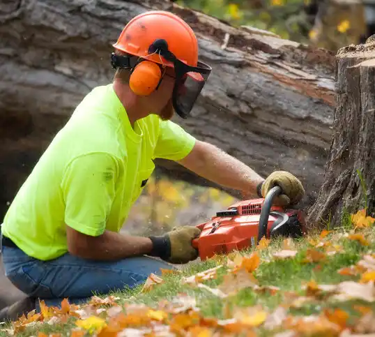 tree services Kingsville